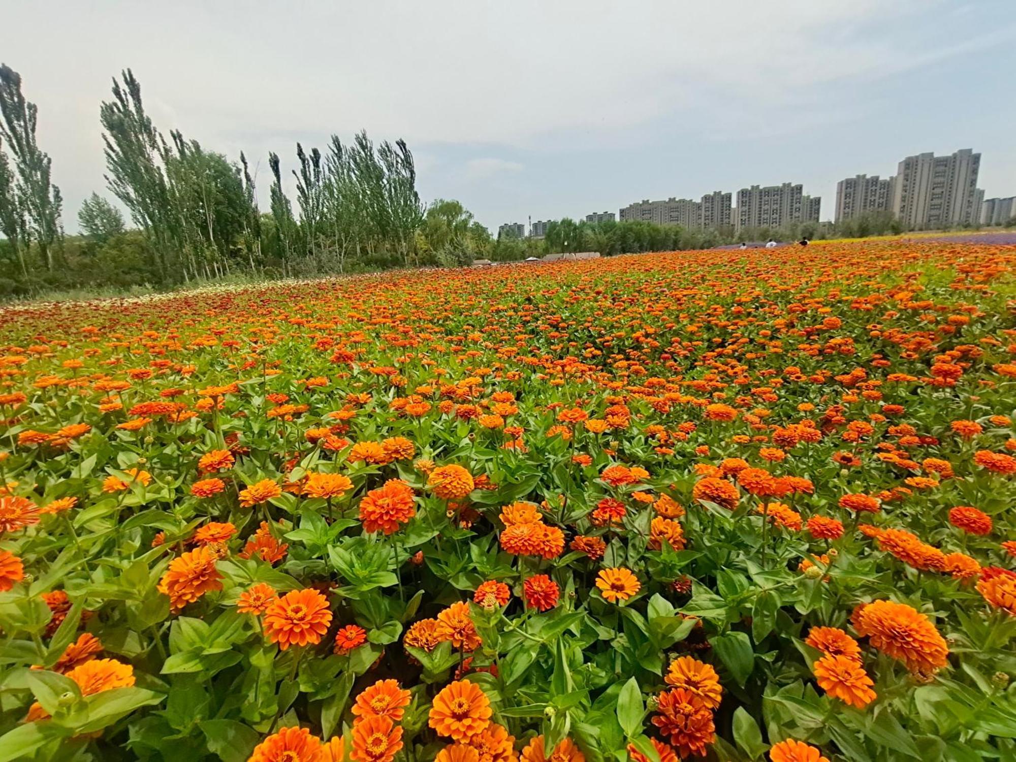 Primus Hotel Yinchuan Eksteriør bilde